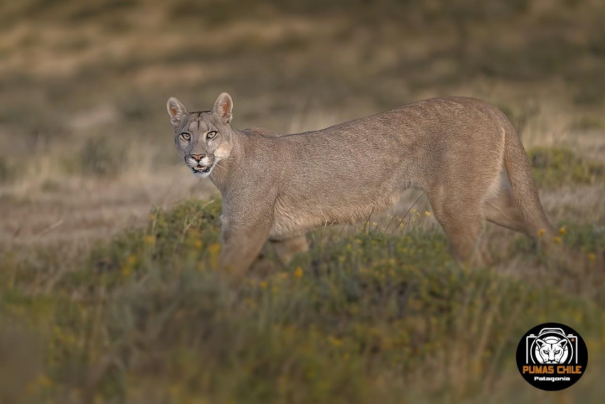 Puma: grande de Chile – Chile Animal