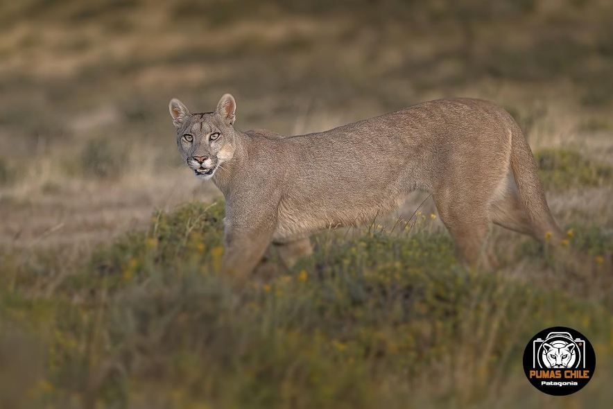 máscara Presentador espejo Puma: El gato más grande de Chile – Chile Animal