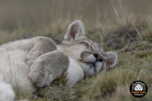 Puma: El gato más grande de Chile