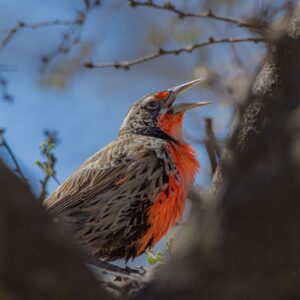 Cerro Chena: Punto de encuentro y observación de vida silvestre