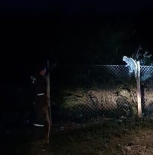 Inusual y sorpresivo encuentro con un Gato Andino en la precordillera de la Región de Valparaíso.