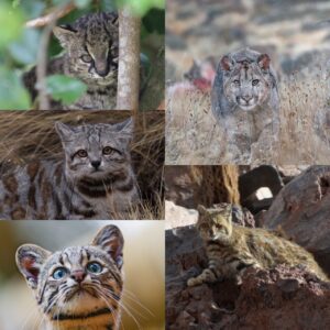 Ley de caza y felinos silvestres: instrumento jurídico para la protección y conservación de estas especies.