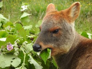 Conociendo al Pudú y sus principales amenazas