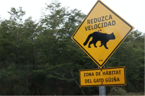 Fundación Con Garra obtiene fondos concursables para la mitigación de amenazas de dos especies de felinos nativos