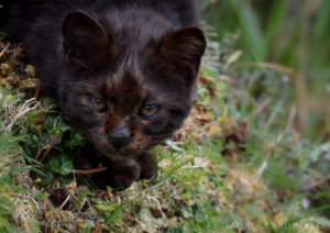 Conservacionistas se unen por la protección del único felino nativo de Chiloé: el gato güiña